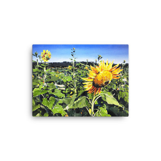 'Sunflower Field. NC' -2019