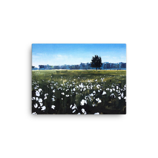 'Cotton Field. NC' -2014